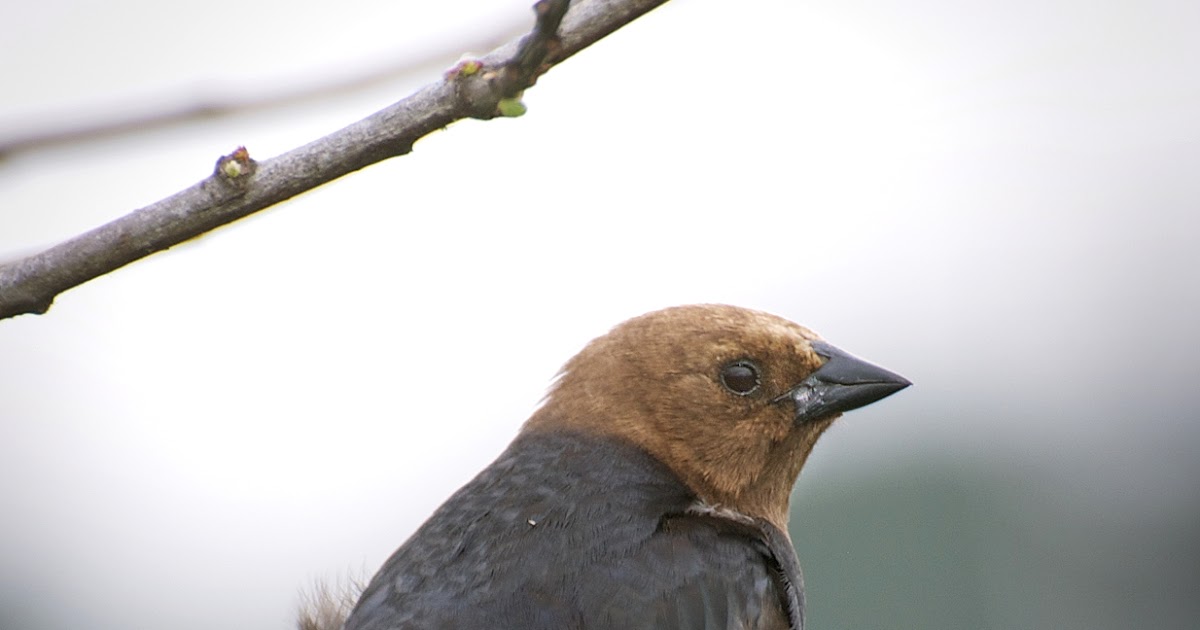NW Bird Blog Brownheaded Blackbird